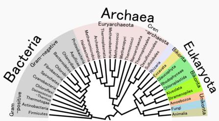 Phylogenetic tree showing the diversity of prokaryotes, compared to eukaryotes.